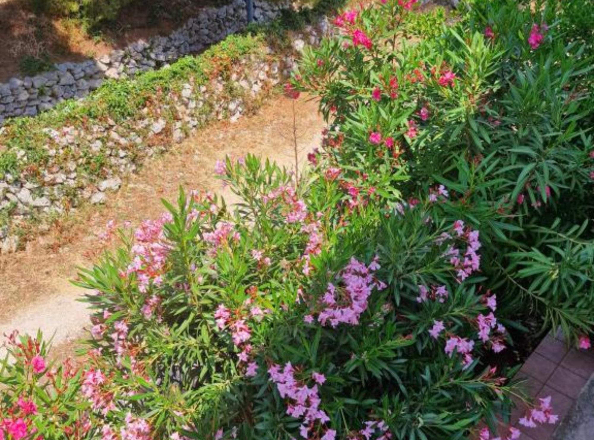 Pansion Belvedere Mali Lošinj Esterno foto