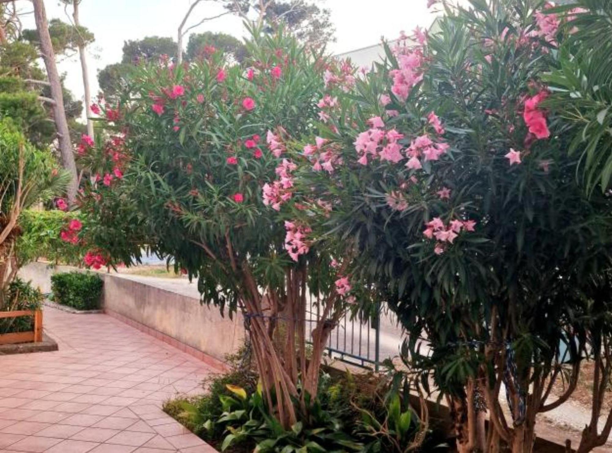 Pansion Belvedere Mali Lošinj Esterno foto
